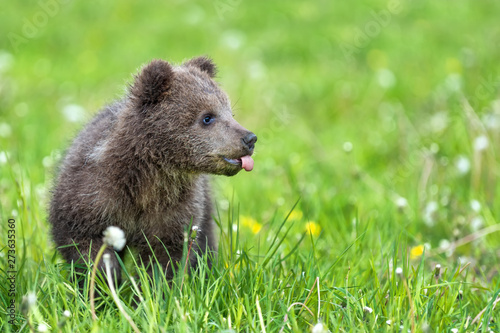 Obraz na płótnie Brown bear cub playing on the summer field