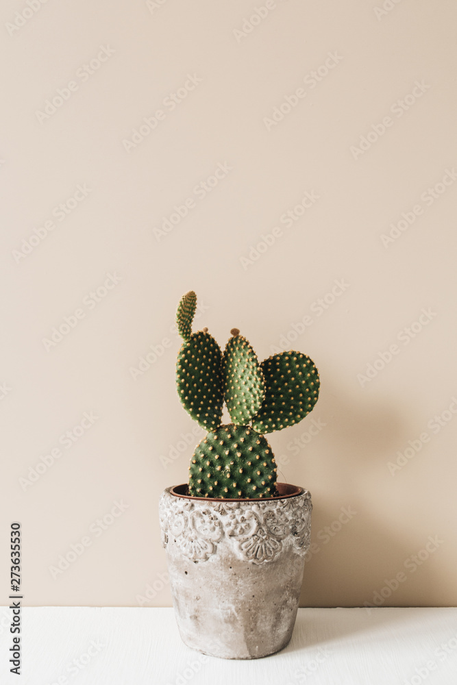 Closeup of cactus in flowerpot on beige background. Minimal neutral interior design floral composition. Closeup of cactus in flowerpot on beige background. Minimal neutral interior design floral composition.