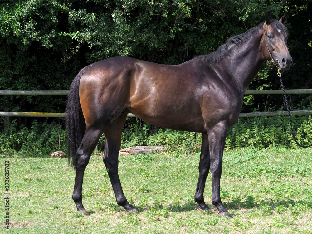 Standing Race Horse