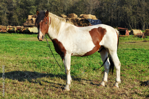 beauty brown or white horse © Nattesha