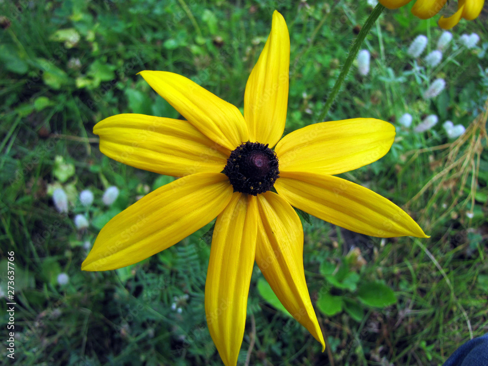 yellow flower in the garden