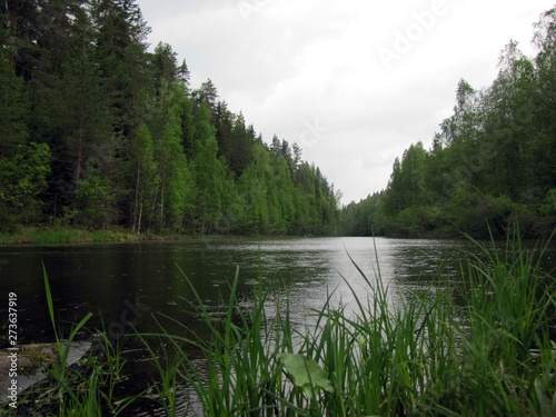Fototapeta Naklejka Na Ścianę i Meble -  mountain stream in the forest