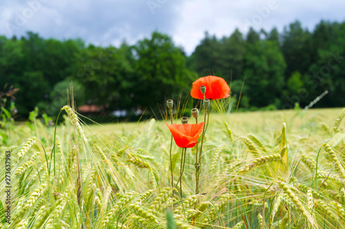 Mohn im Gerstenfeld in schöner Sommerlandschaft photo