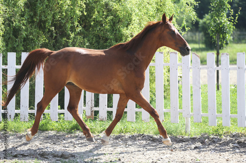 Beautiful healthy youngster canter against white paddock fence