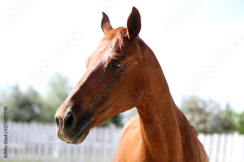 Portrait of a beautiful young purebred horse on a hot summer day