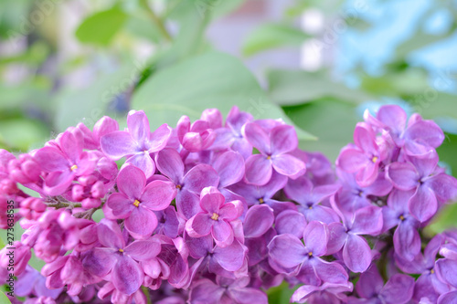 Lilac shrub flower blooming in spring garden. Common lilac Syringa vulgaris bush