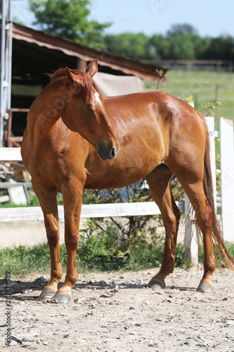 Beautiful young chestnut colored horse galloping in the corral summertime © acceptfoto