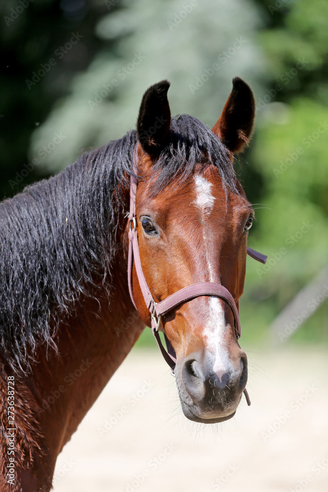 Head of a beautiful young sport horse in the corral summertime outdoors Head of a beautiful young sport horse in the corral summertime outdoors