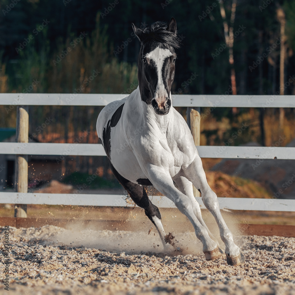 Black and white pinto horse