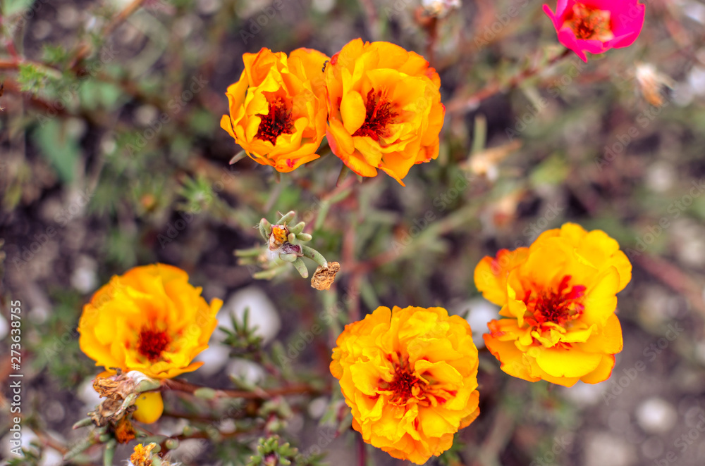 Colorful Purslane flowers in the garden. Orange moss rose, Portulaca, or Purslane background.