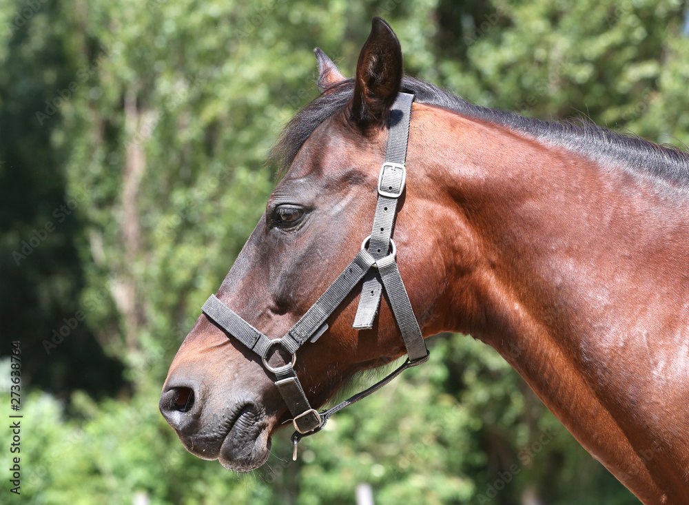 Head of a beautiful young sport horse in the corral summertime outdoors Head of a beautiful young sport horse in the corral summertime outdoors