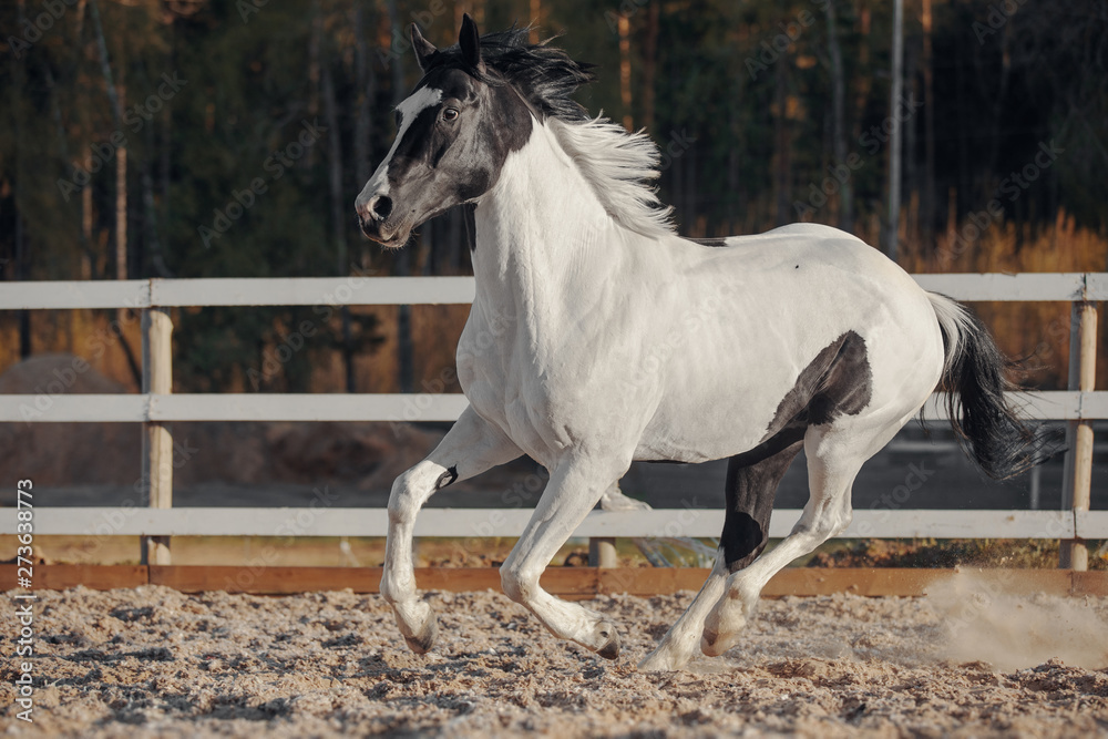 Black and white pinto horse