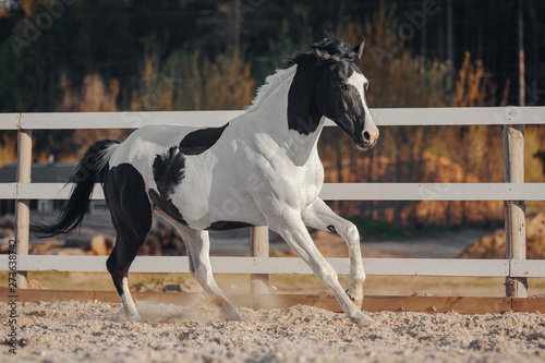 Obraz na płótnie Black and white pinto horse w salonie