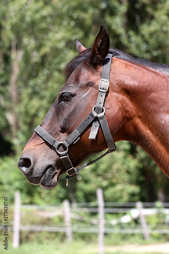 Head of a beautiful young sport horse in the corral summertime outdoors