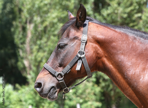 Head of a beautiful young sport horse in the corral summertime outdoors © acceptfoto