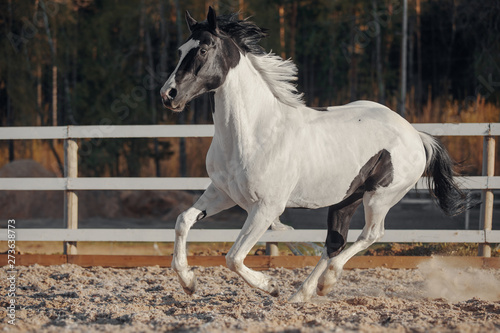 Obraz na płótnie Black and white pinto horse w salonie