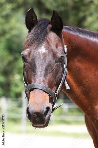 Head of a beautiful young sport horse in the corral summertime outdoors © acceptfoto