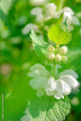 Medical herb white dead-nettle, Lamium album, weed blooming close-up