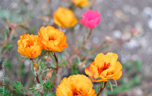 Colorful Purslane flowers in the garden. Orange moss rose  Portulaca  or Purslane background.