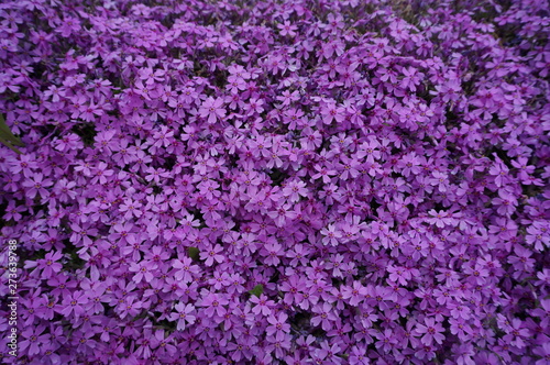 field of purple flowers © Sergey