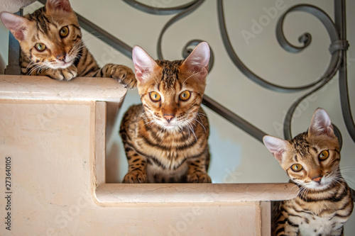three bengal cats sitting on staircase, indoor shot