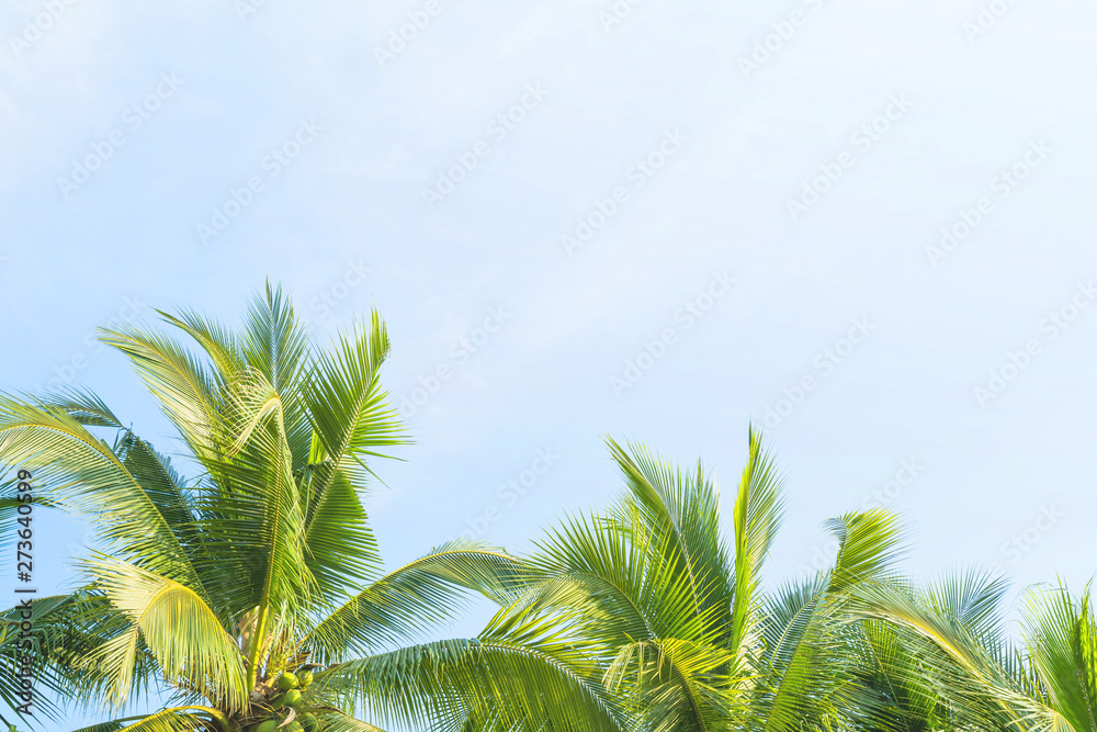 Green coconut trees isolated on the sky background at Phuket, Thailand Green coconut trees isolated on the sky background at Phuket, Thailand