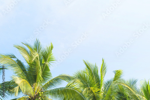 Green coconut trees isolated on the sky background at Phuket  Thailand