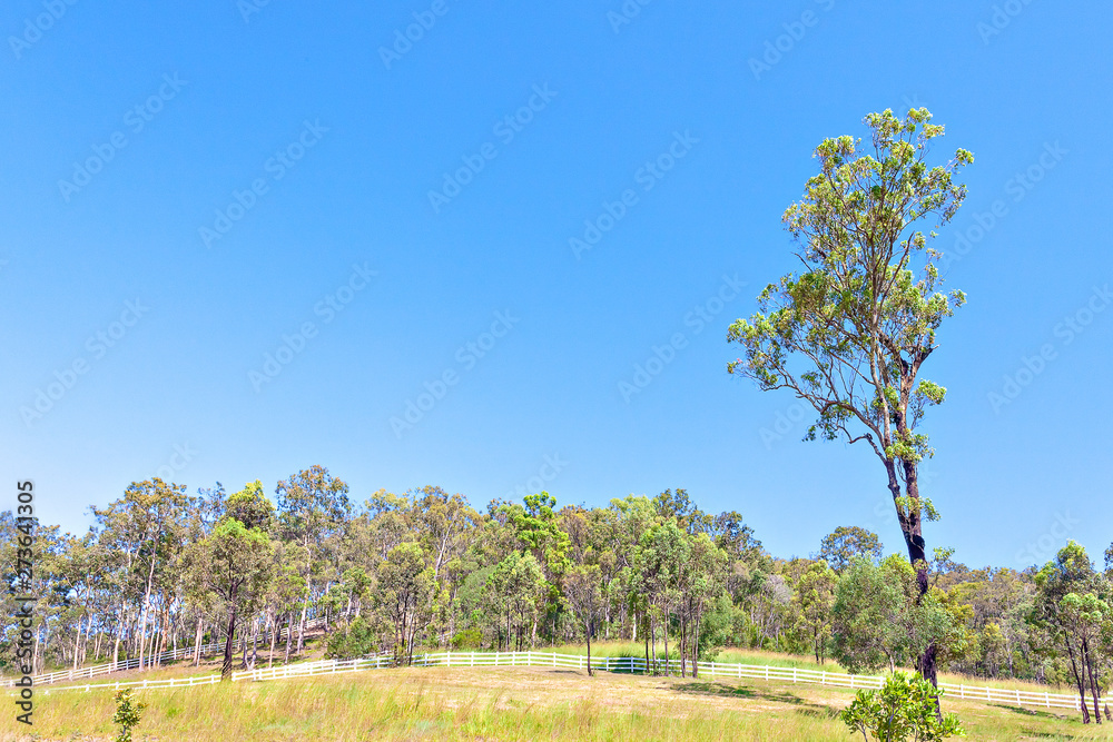 Fototapeta premium Huge rain forest with natural look and grass.