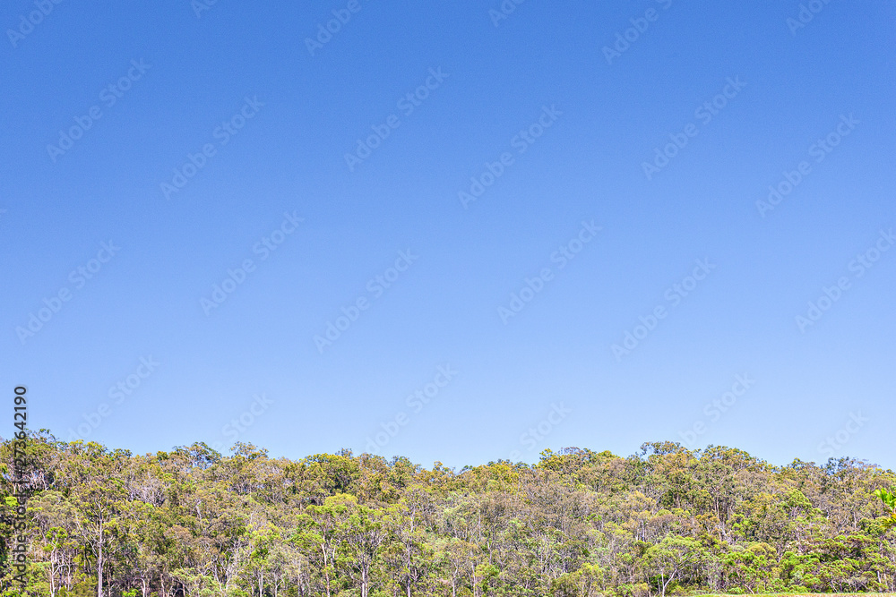 Green rain forest and huge trees with sky. Green rain forest and huge trees with sky.