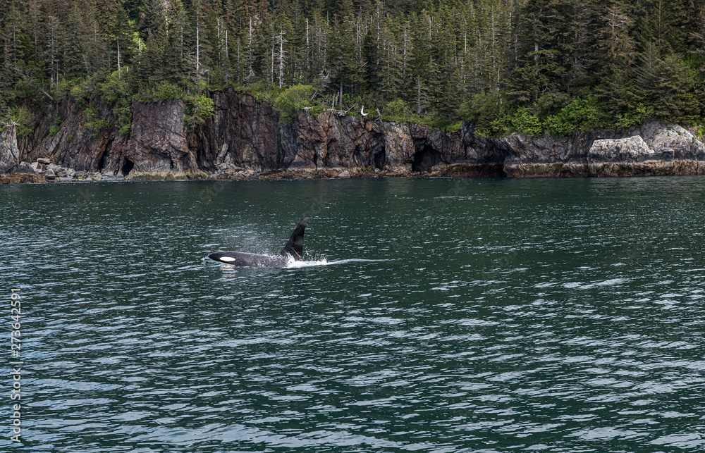 Fototapeta premium Orca Killer Whale