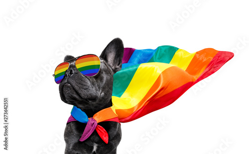 gay pride dog