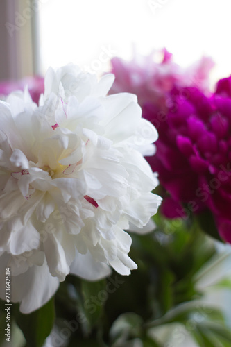 White and fluffy flower Bud in bouquet