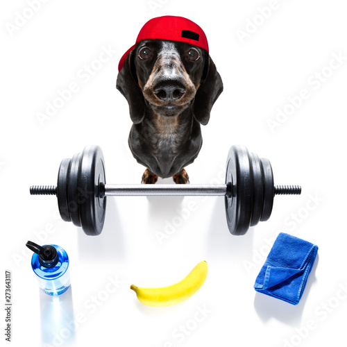 personal trainer dog © Javier brosch