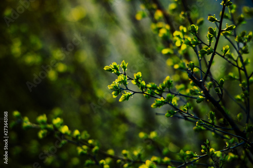 spring bush with young delicate fresh leaves in the warm sun