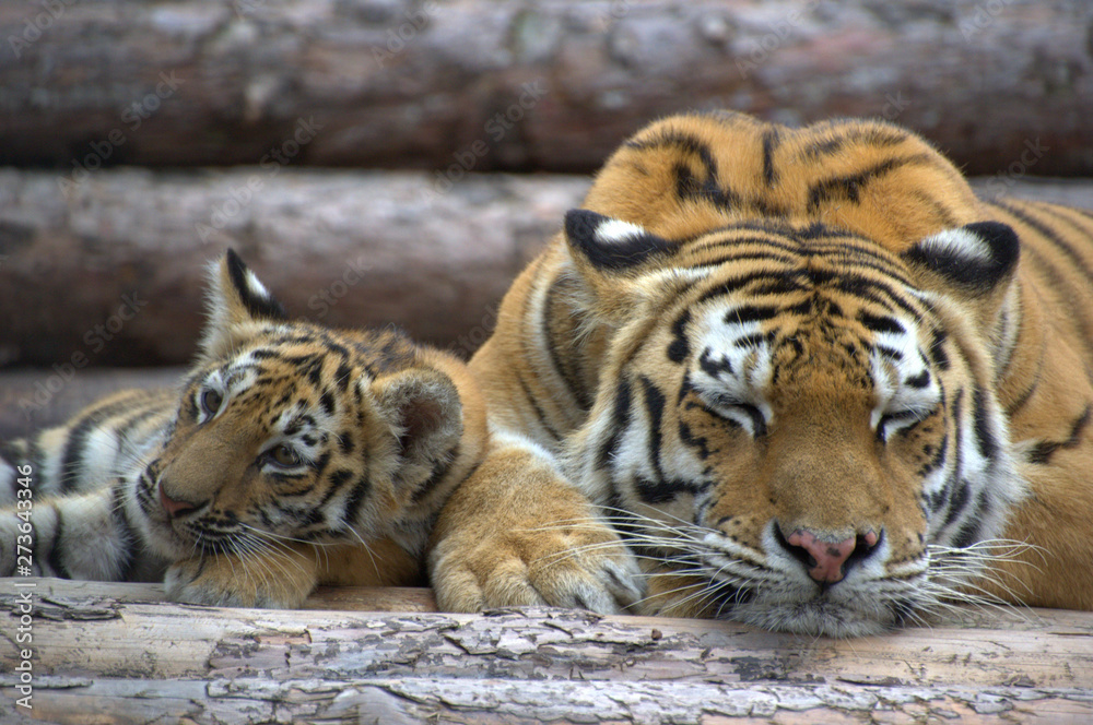 A beautiful tigress is sleeping and a small tiger cub lies next to the logs A beautiful tigress is sleeping and a small tiger cub lies next to the logs