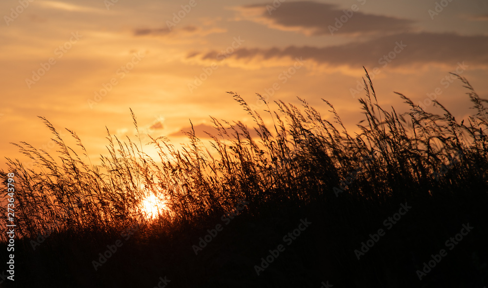 Sonnenuntergang hinter einem Weizenfeld