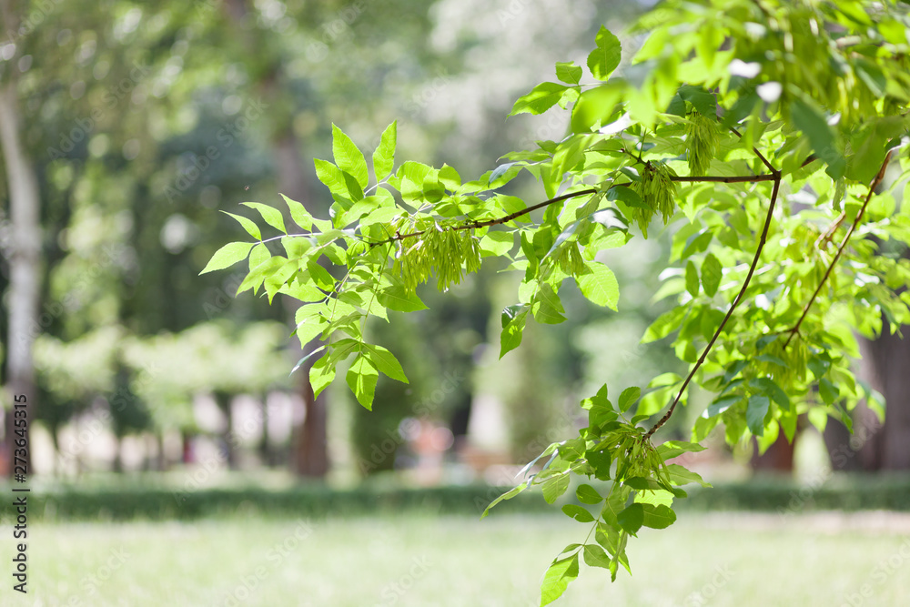 Fototapeta premium Common Ash Tree Seeds Hanging From Branch