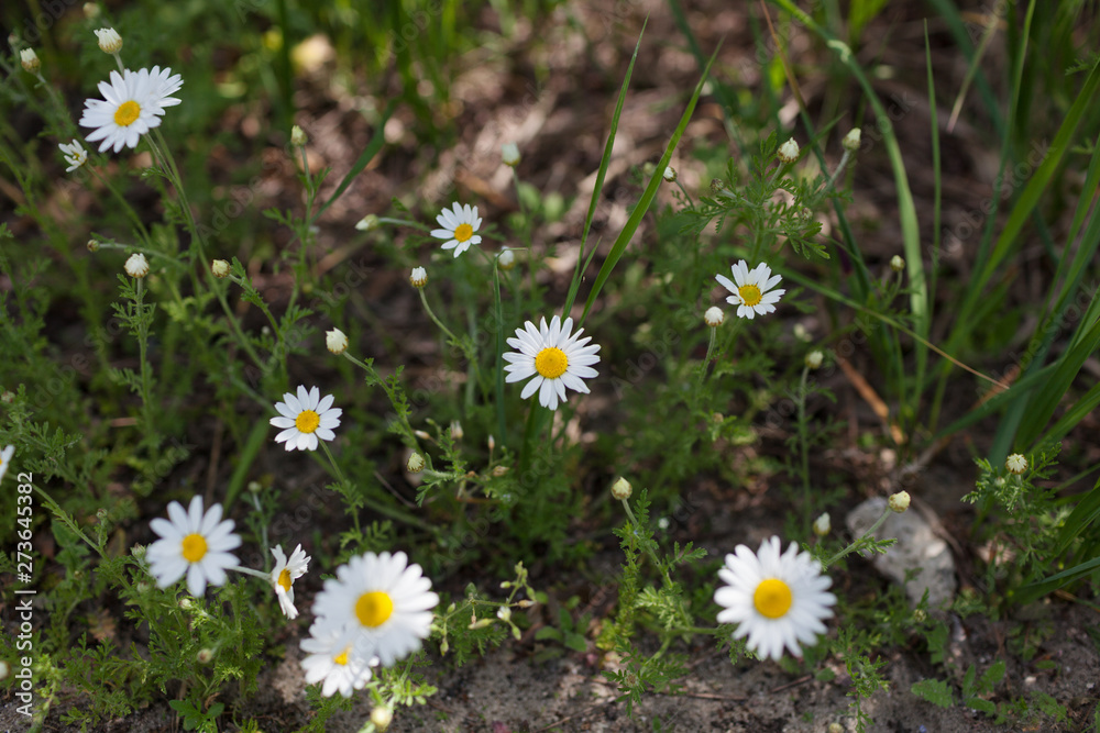 Meadow with green grass and white daisy flowers Meadow with green grass and white daisy flowers