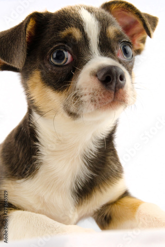 Chihuahua puppy dog isolated on white background