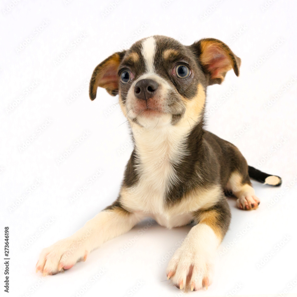Chihuahua puppy dog isolated on white background Chihuahua puppy dog isolated on white background