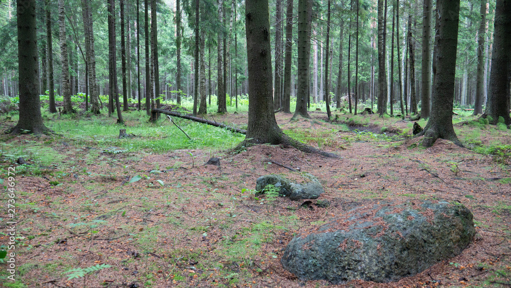 Old forest with trees and green plants Old forest with trees and green plants