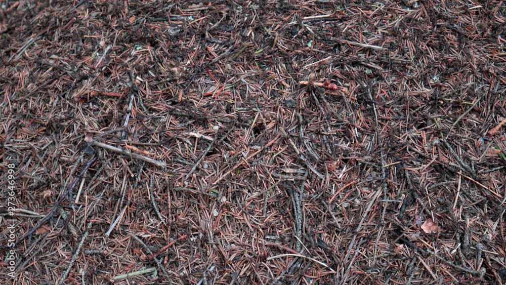 a bunch of needles on an anthill a bunch of needles on an anthill