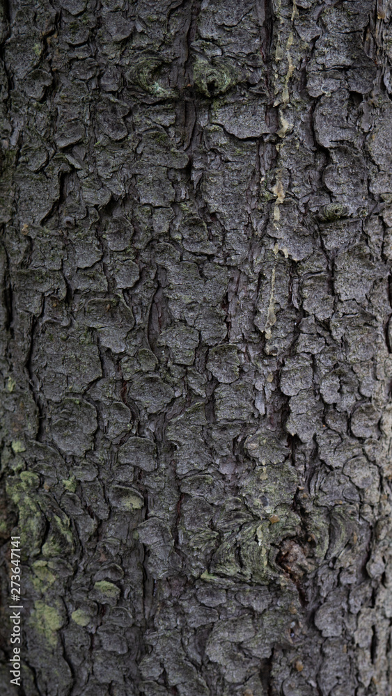 Fototapeta premium old tree bark. can be used as a template