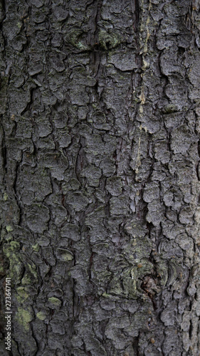 Fototapeta Naklejka Na Ścianę i Meble -  old tree bark. can be used as a template