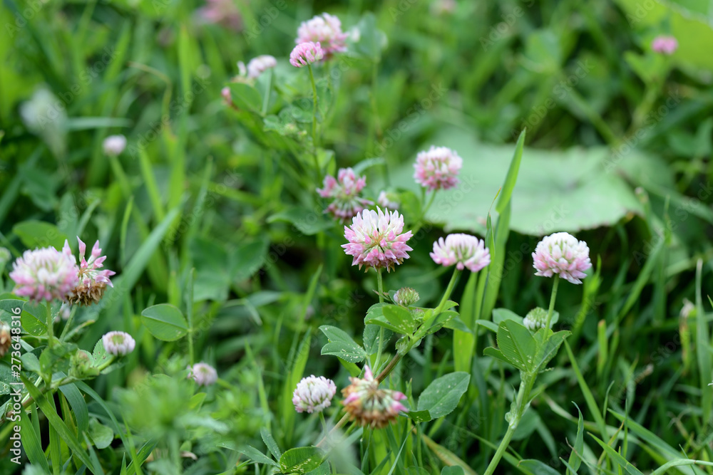 Pink clover flowers on a summer meadow close up Pink clover flowers on a summer meadow close up