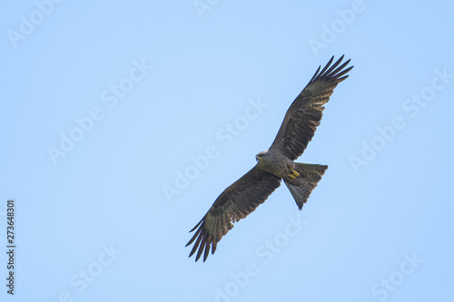 Black kite flying in front of a blue sky