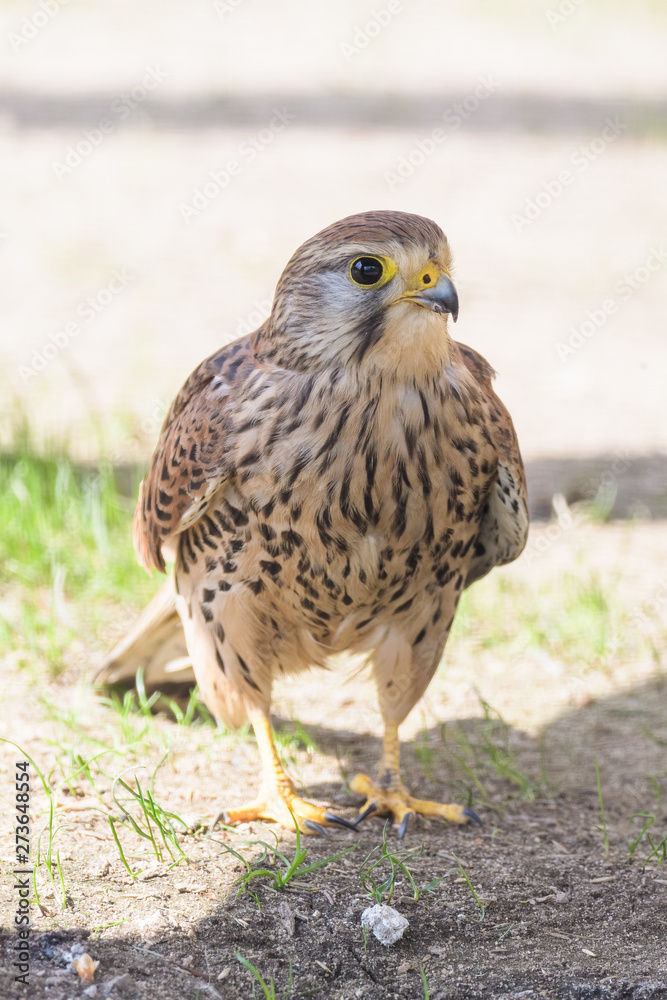 Obraz premium Closeup of a european kestrel on the ground