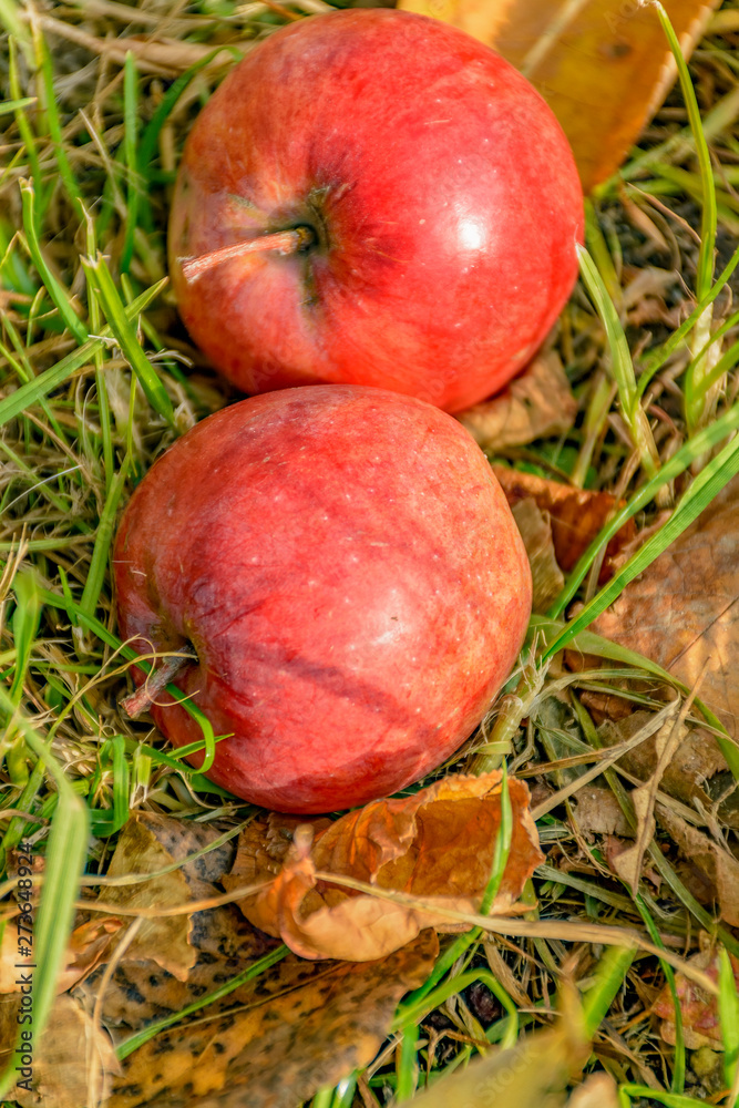 An Apple fallen from a tree, lying in the grass. An Apple fallen from a tree, lying in the grass.