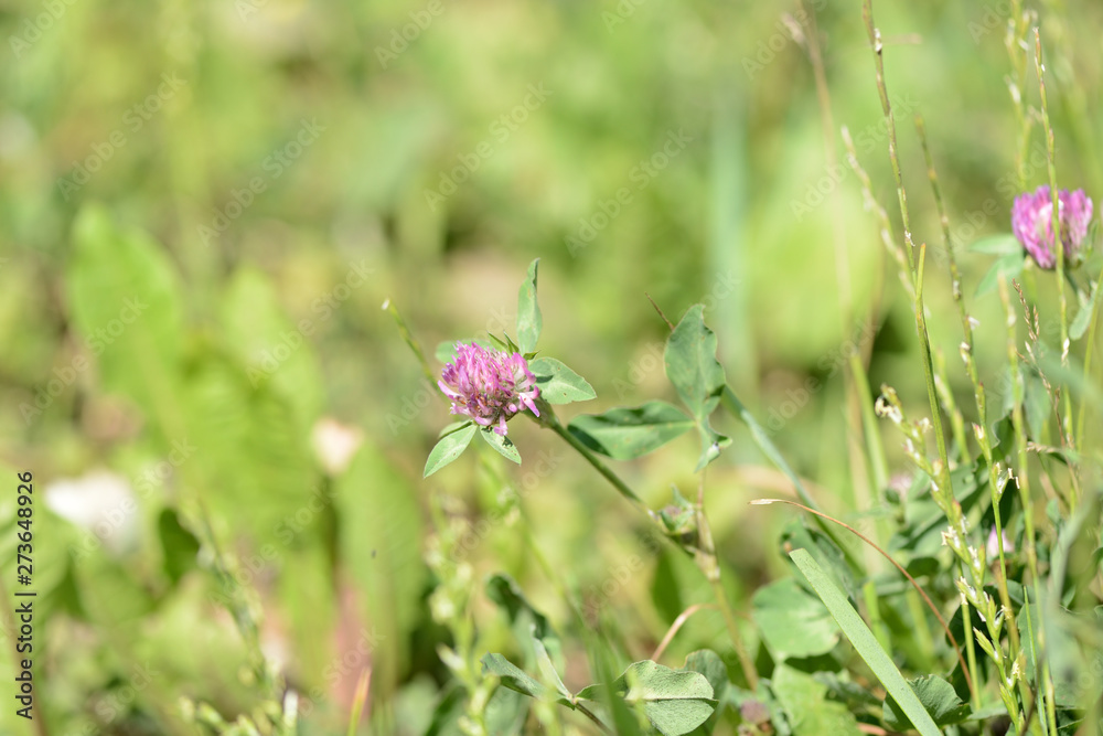 Pink clover flowers on a summer meadow close up Pink clover flowers on a summer meadow close up