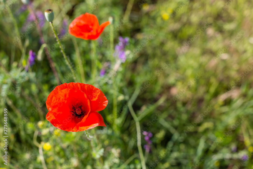 Red poppy flowers on a green grass field at sunny summer day. Red poppy flowers on a green grass field at sunny summer day.